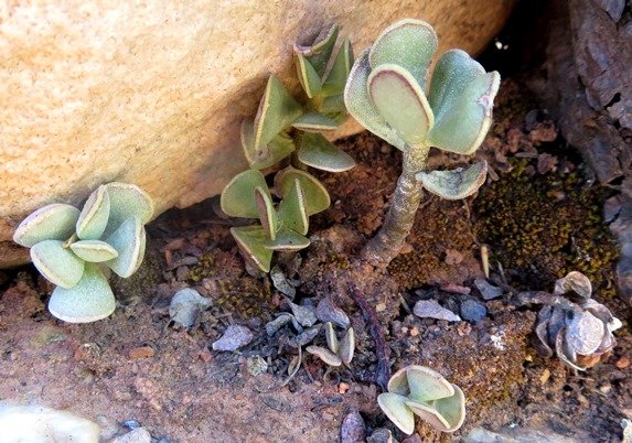 Adromischus caryophyllaceus: We are all unique!