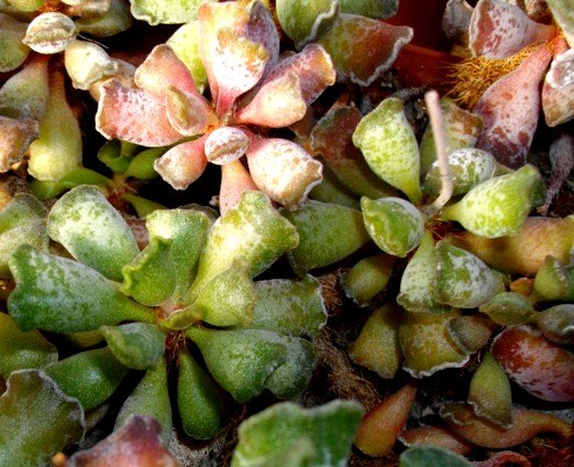 Adromischus cristatus var. cristatus
