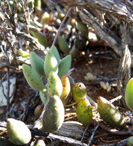 Adromischus filicaulis subsp. marlothii leaves