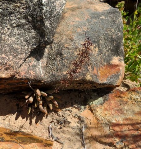 Adromischus filicaulis subsp. marlothii valuing exclusivity