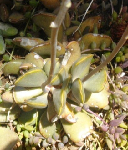 Adromischus hemisphaericus