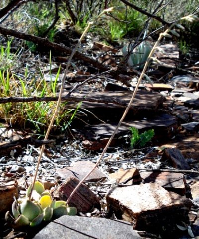 Adromischus liebenbergii