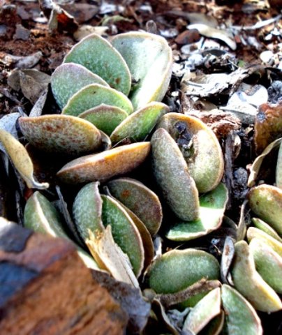 Adromischus maculatus