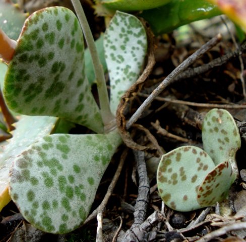 Adromischus maculatus leaves