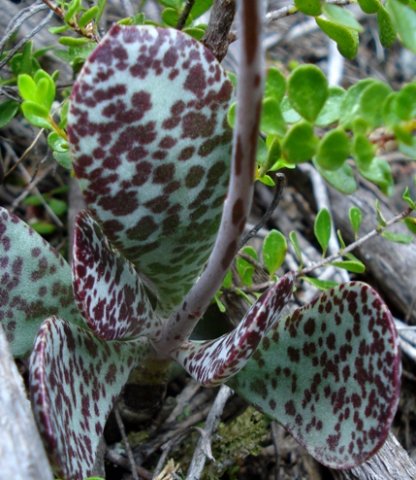 Adromischus maculatus leaves
