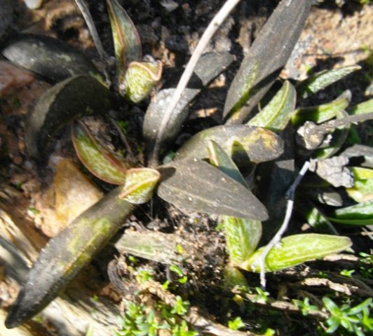 Adromischus marianiae