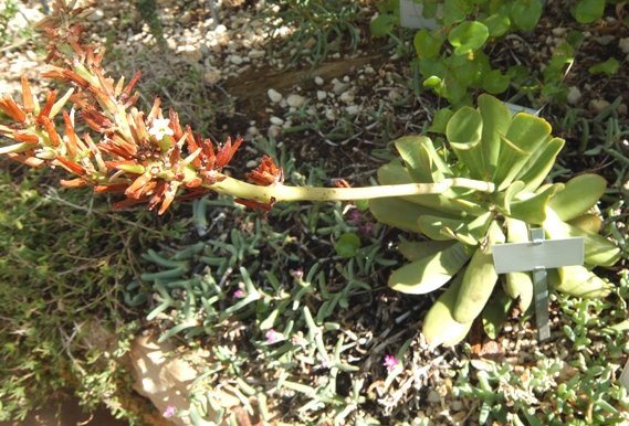 Adromischus maximus