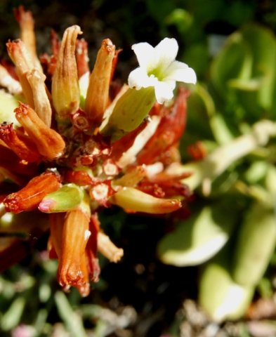 Adromischus maximus, one at a time