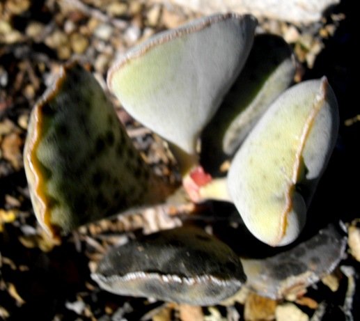 Adromischus sphenophyllus