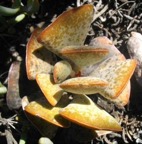 Adromischus triflorus leaves
