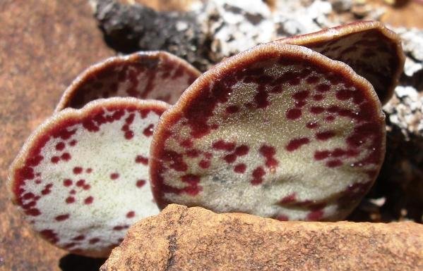 Adromischus maculatus leaves