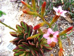 Adromischus caryophyllaceus