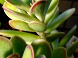 Adromischus caryophyllaceus leaves