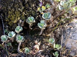Adromischus caryophyllaceus looking up