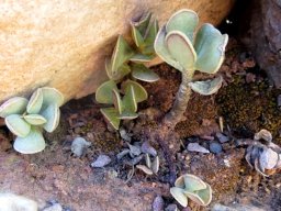 Adromischus caryophyllaceus: We are all unique!