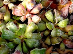 Adromischus cristatus var. cristatus