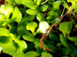 Adromischus cristatus var. zeyheri