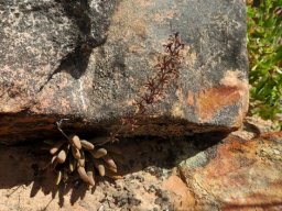 Adromischus filicaulis subsp. marlothii valuing exclusivity