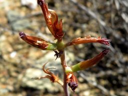 Adromischus filicaulis subsp. marlothii old flowers