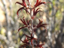 Adromischus filicaulis subsp. marlothii