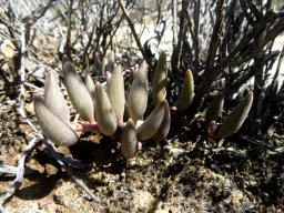 Adromischus filicaulis subsp. marlothii leaves