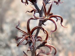 Adromischus filicaulis subsp. marlothii dry floral detail