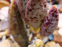 Adromischus filicaulis