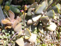 Adromischus hemisphaericus