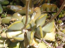 Adromischus hemisphaericus