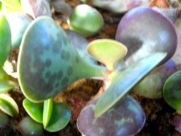 Adromischus maculatus purple and more