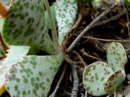 Adromischus maculatus leaves