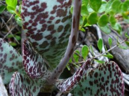 Adromischus maculatus leaves