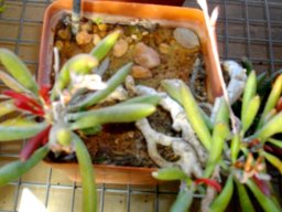 Adromischus marianiae leaves