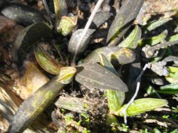 Adromischus marianiae