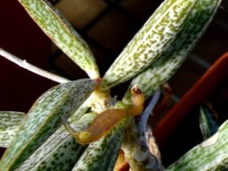 Adromischus marianiae var. marianiae