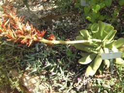 Adromischus maximus