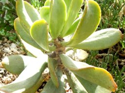 Adromischus maximus leaves