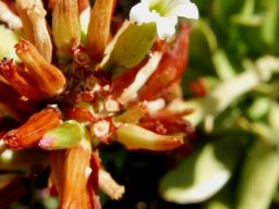 Adromischus maximus, one at a time