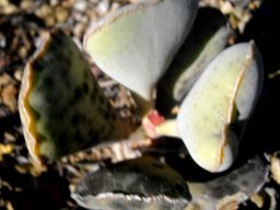 Adromischus sphenophyllus