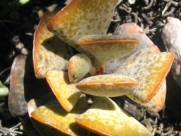Adromischus triflorus leaves
