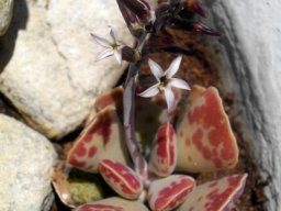Adromischus triflorus