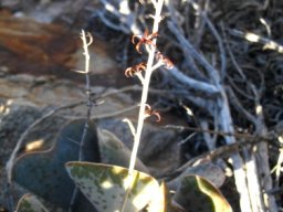 Adromischus triflorus old inflorescence