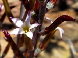 Adromischus triflorus flowers and buds