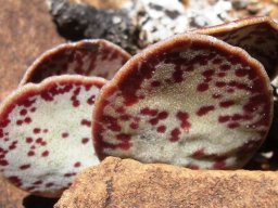 Adromischus maculatus leaves
