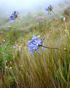 Agapanthus campanulatus