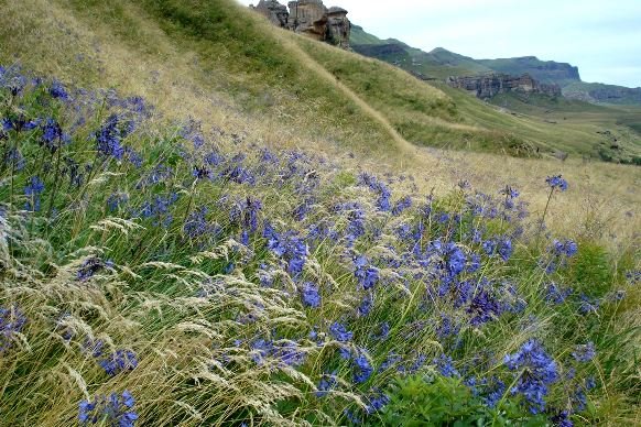 Agapanthus campanulatus in Drakensberg grass