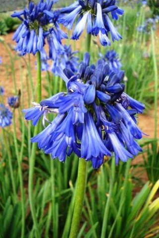 Agapanthus inapertus