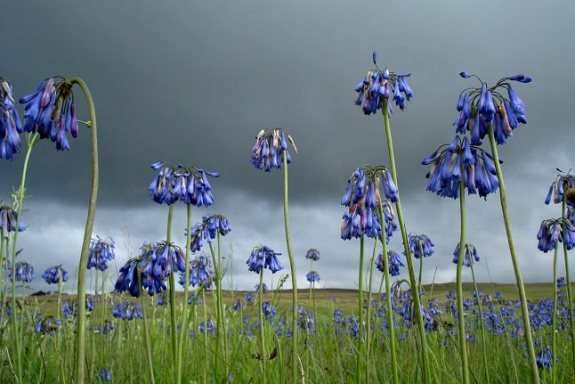 Agapanthus inapertus waiting for rain