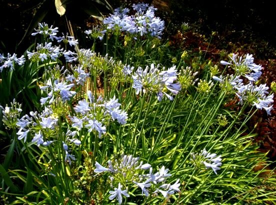 Agapanthus miniature hybrid