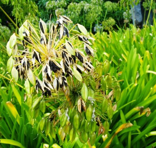 Agapanthus praecox fruit releasing black seeds
